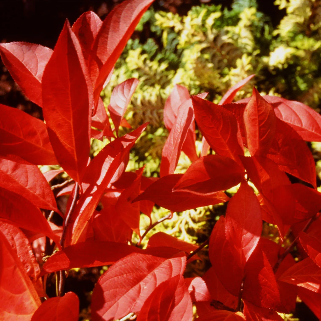 Proven Winners® Little Henry® Sweetspire Shrub 4 Proven Winners® Little Henry® Sweetspire Shrub