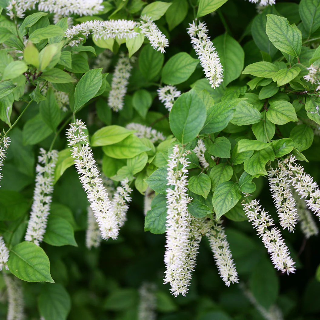 Proven Winners® Little Henry® Sweetspire Shrub 5 Proven Winners® Little Henry® Sweetspire Shrub