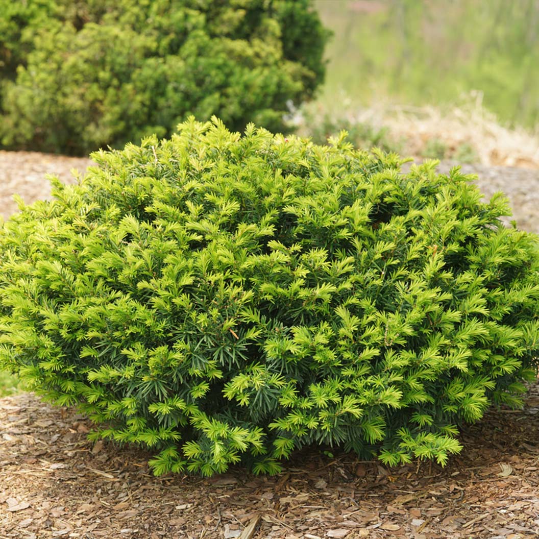 Proven Winners® Stonehenge Dark Druid® Yew Tree