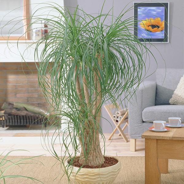 Ponytail Palm Tree