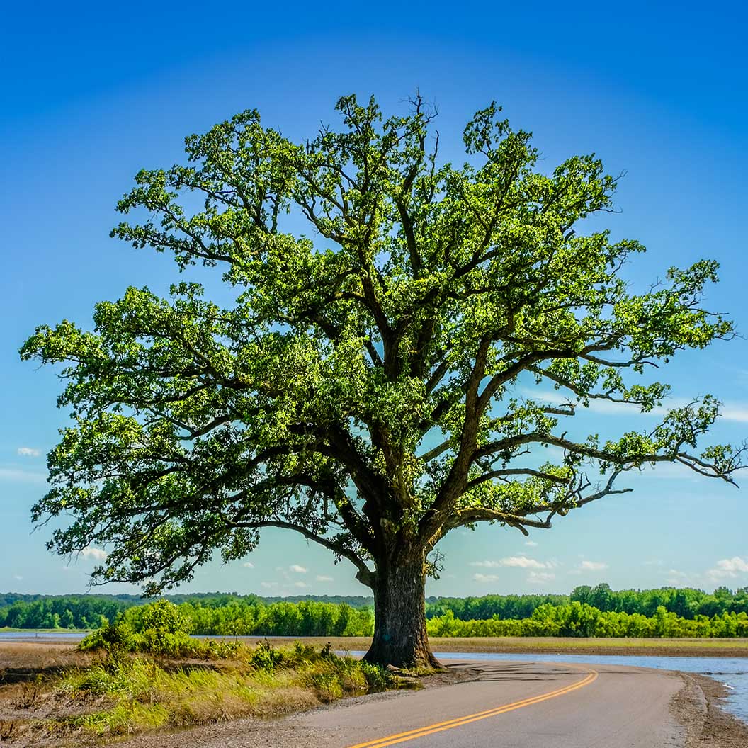 Bur Oak Tree 1 Bur Oak Tree