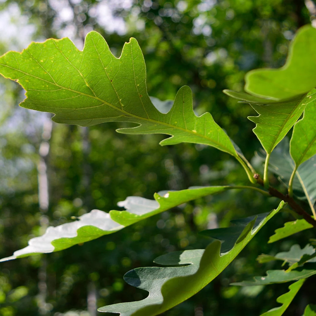 Bur Oak Tree 3 Bur Oak Tree