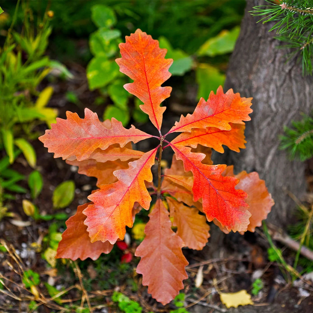 Bur Oak Tree 4 Bur Oak Tree