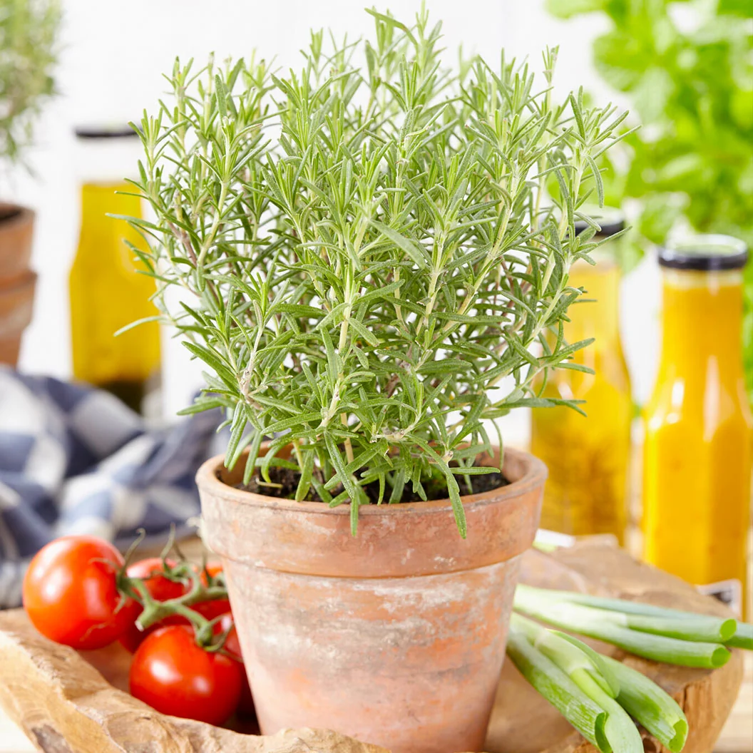 Southern Living® Chef's Choice® Rosemary Plant 2 Southern Living® Chef's Choice® Rosemary Plant