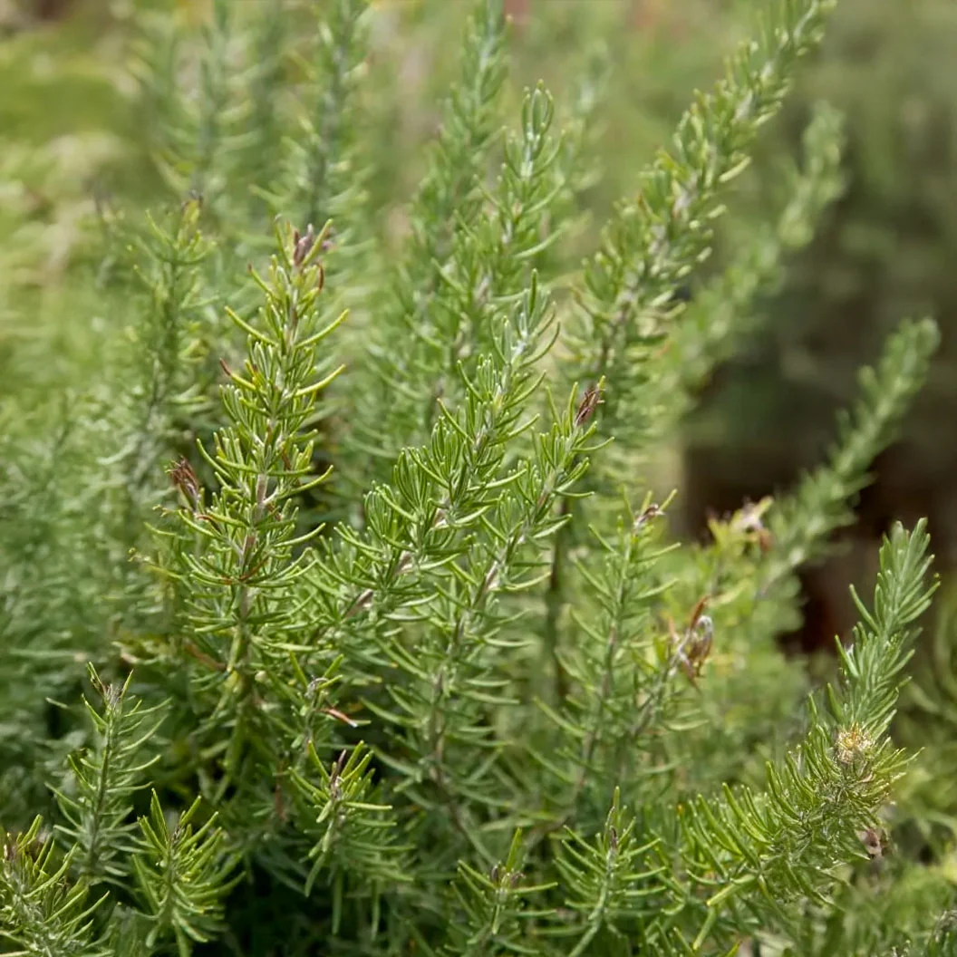 Southern Living® Chef's Choice® Rosemary Plant 3 Southern Living® Chef's Choice® Rosemary Plant