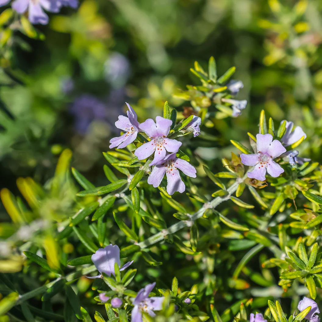 Southern Living® Chef's Choice® Rosemary Plant 4 Southern Living® Chef's Choice® Rosemary Plant
