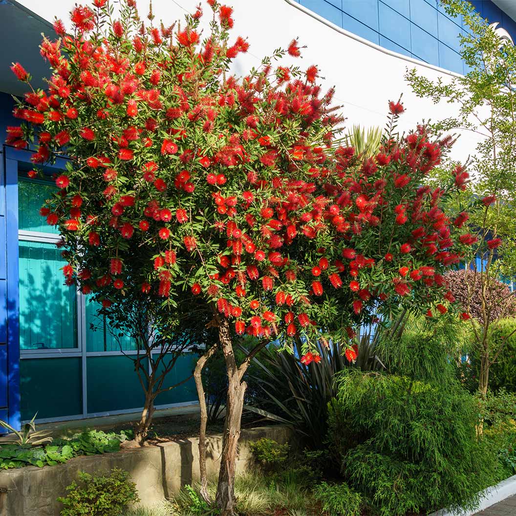Red Cluster Bottlebrush Shrub 2 Red Cluster Bottlebrush Shrub