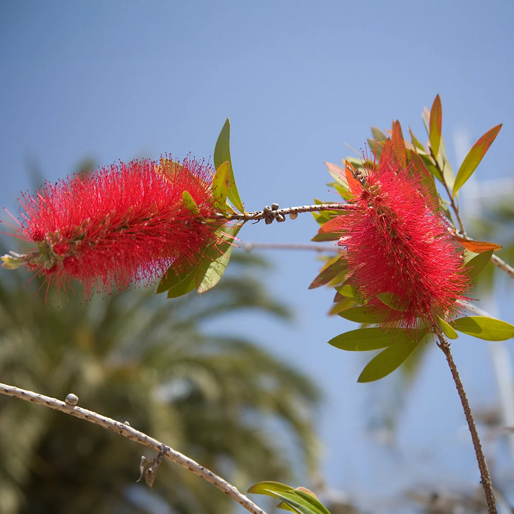 Red Cluster Bottlebrush Shrub 3 Red Cluster Bottlebrush Shrub