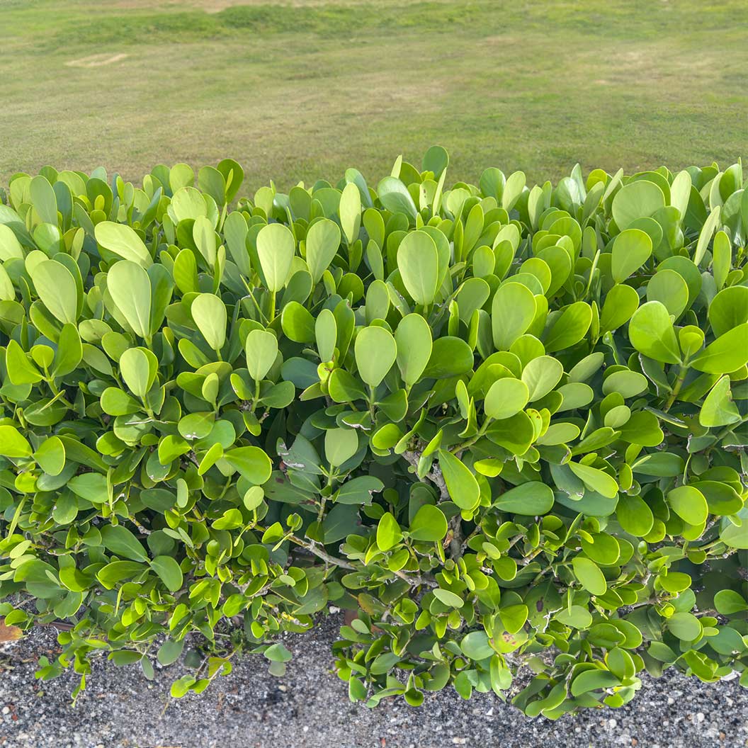 Clusia Shrub