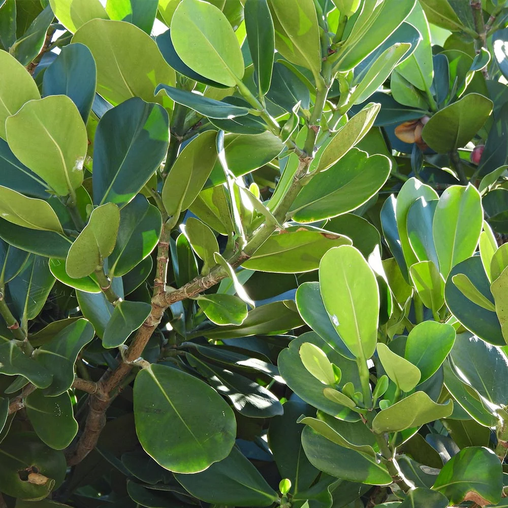 Clusia Shrub 4 Clusia Shrub