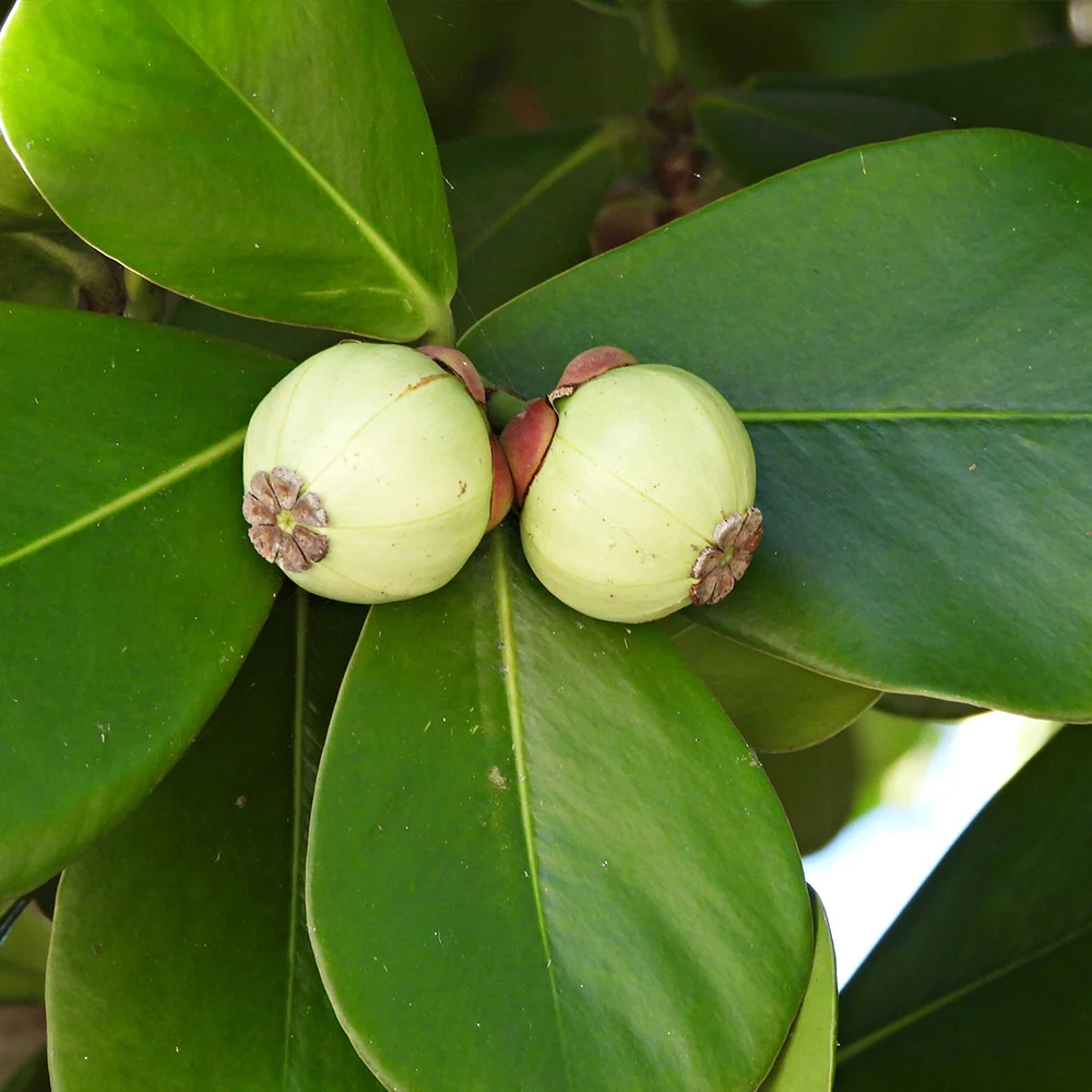 Clusia Shrub 5 Clusia Shrub