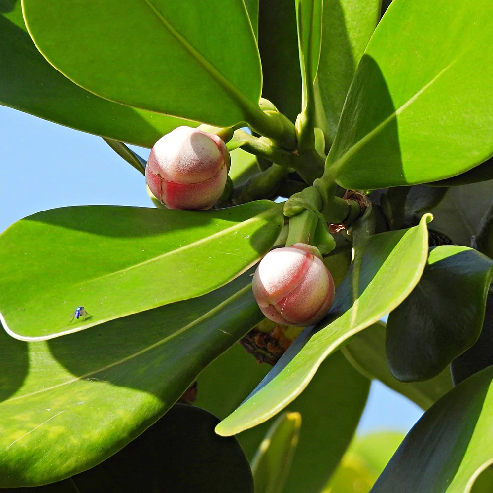 Clusia Shrub 6 Clusia Shrub