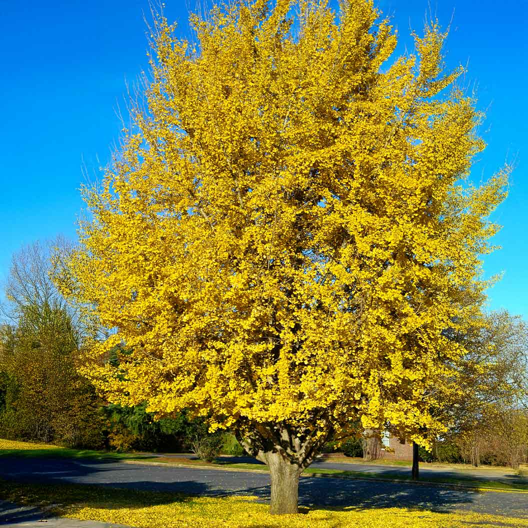 Presidential Gold® Ginkgo Tree