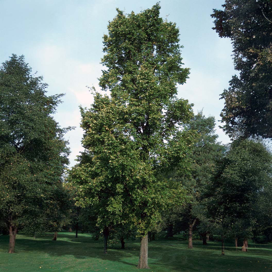 Everclear® Lacebark Elm Tree 1 Everclear® Lacebark Elm Tree
