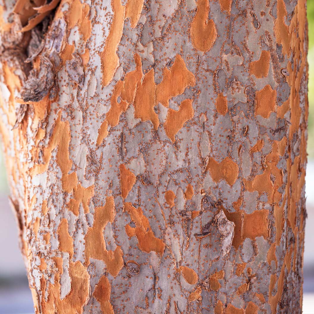 Everclear® Lacebark Elm Tree 3 Everclear® Lacebark Elm Tree