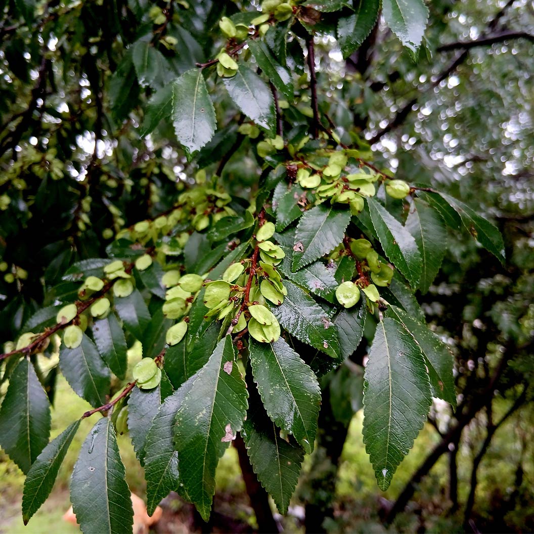 Everclear® Lacebark Elm Tree 4 Everclear® Lacebark Elm Tree