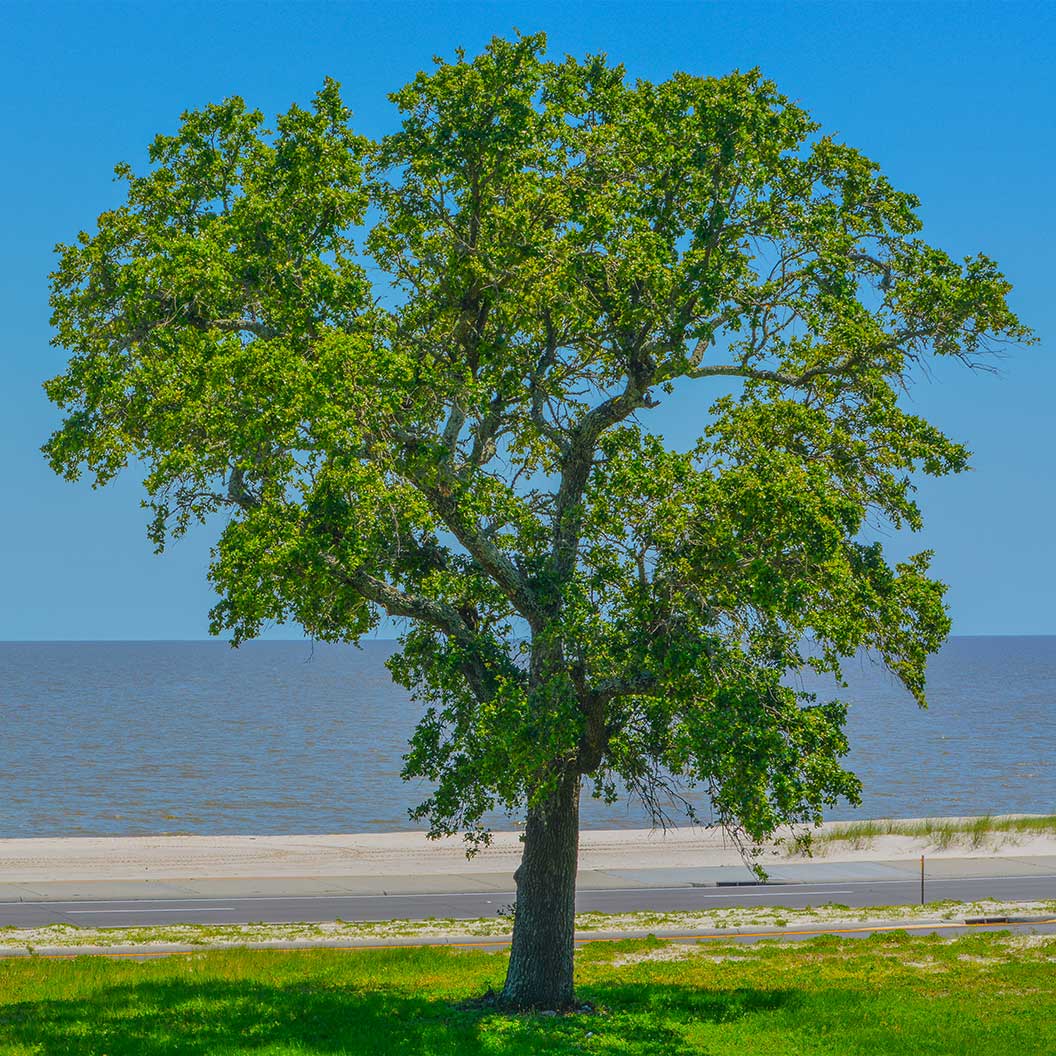 New Harmony American Elm Tree