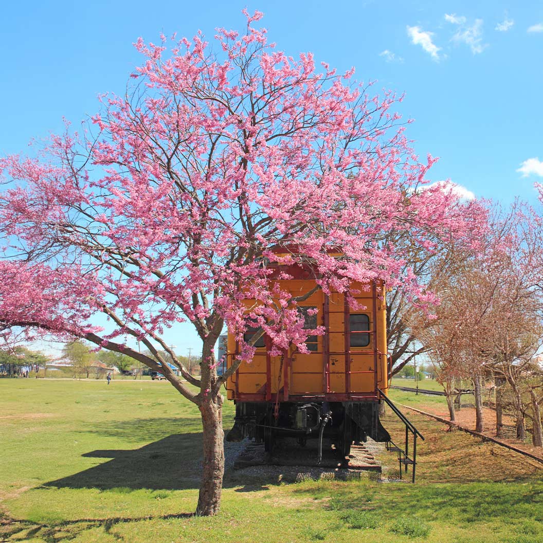 Texas Redbud Tree