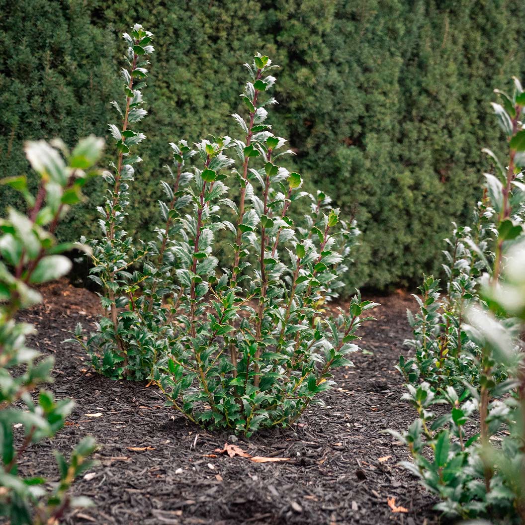 Bloomin’ Easy® Great Neighbor™ Holly Shrub