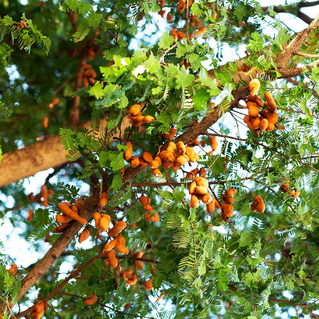 Tart Tamarind Tree