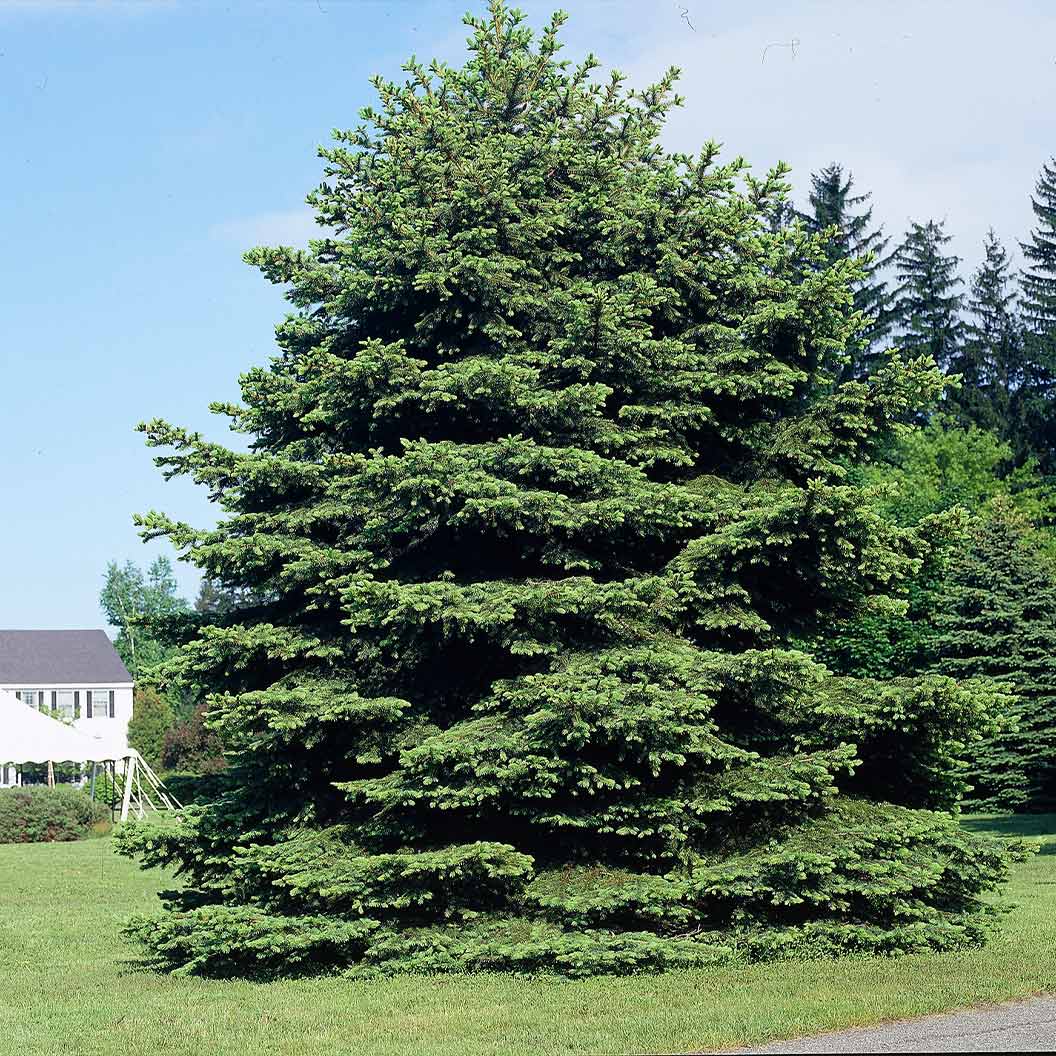 Colorado Green Spruce Tree 1 Colorado Green Spruce Tree