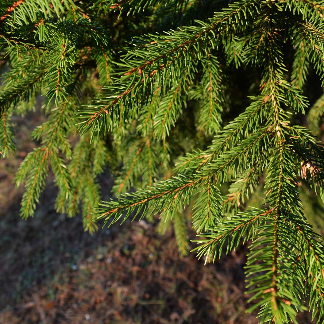 Colorado Green Spruce Tree 3 Colorado Green Spruce Tree