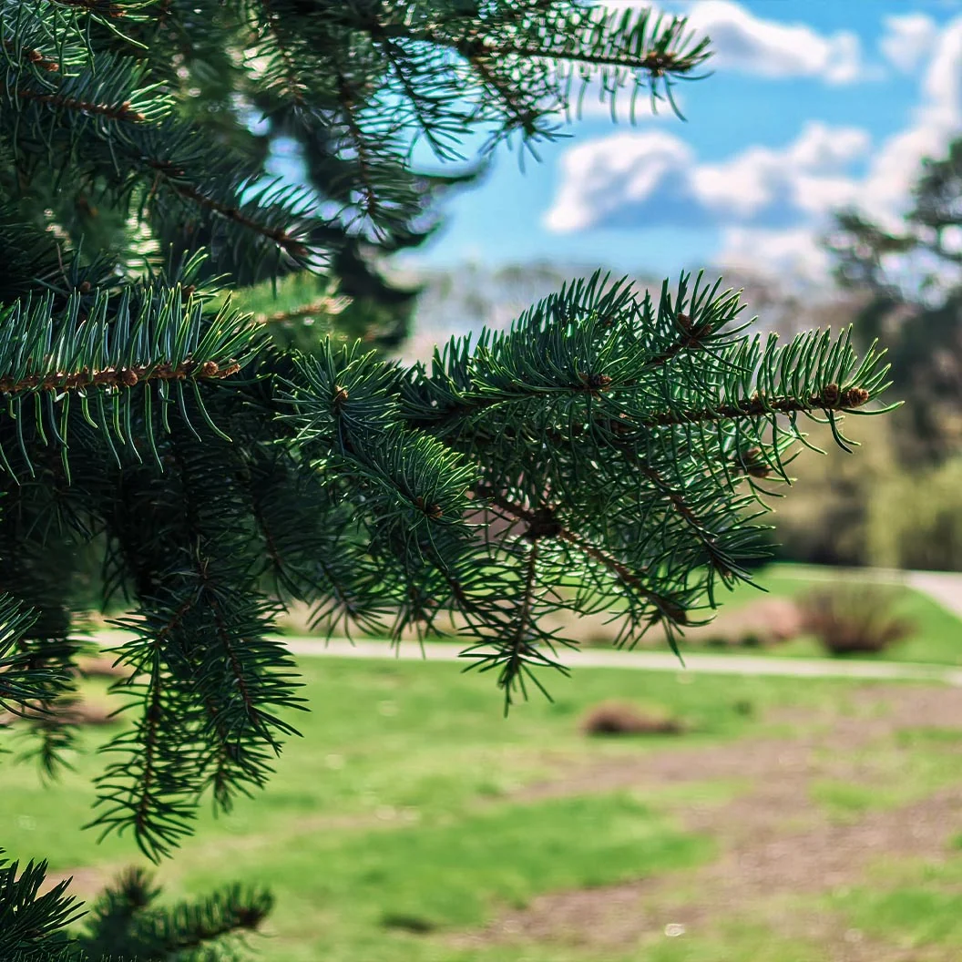 Colorado Green Spruce Tree 4 Colorado Green Spruce Tree