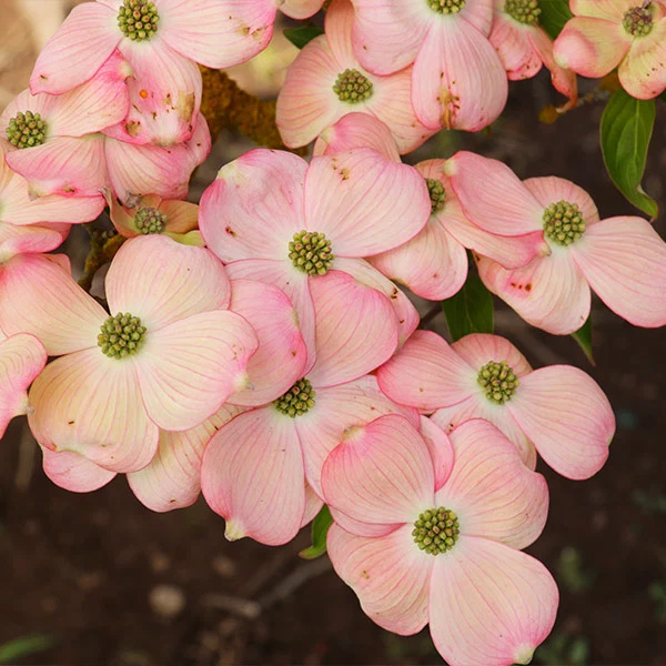 Stellar Pink Dogwood Tree 1 Stellar Pink Dogwood Tree