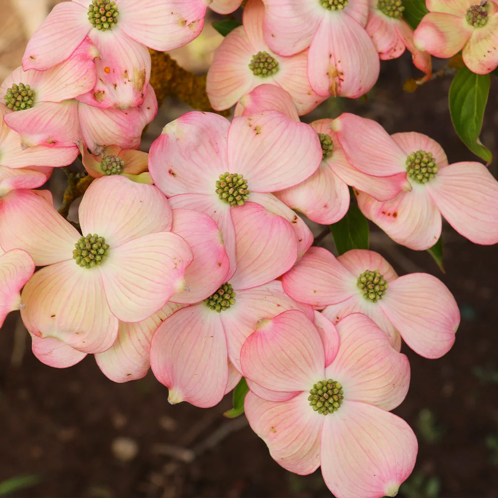 Stellar Pink Dogwood Tree 2 Stellar Pink Dogwood Tree