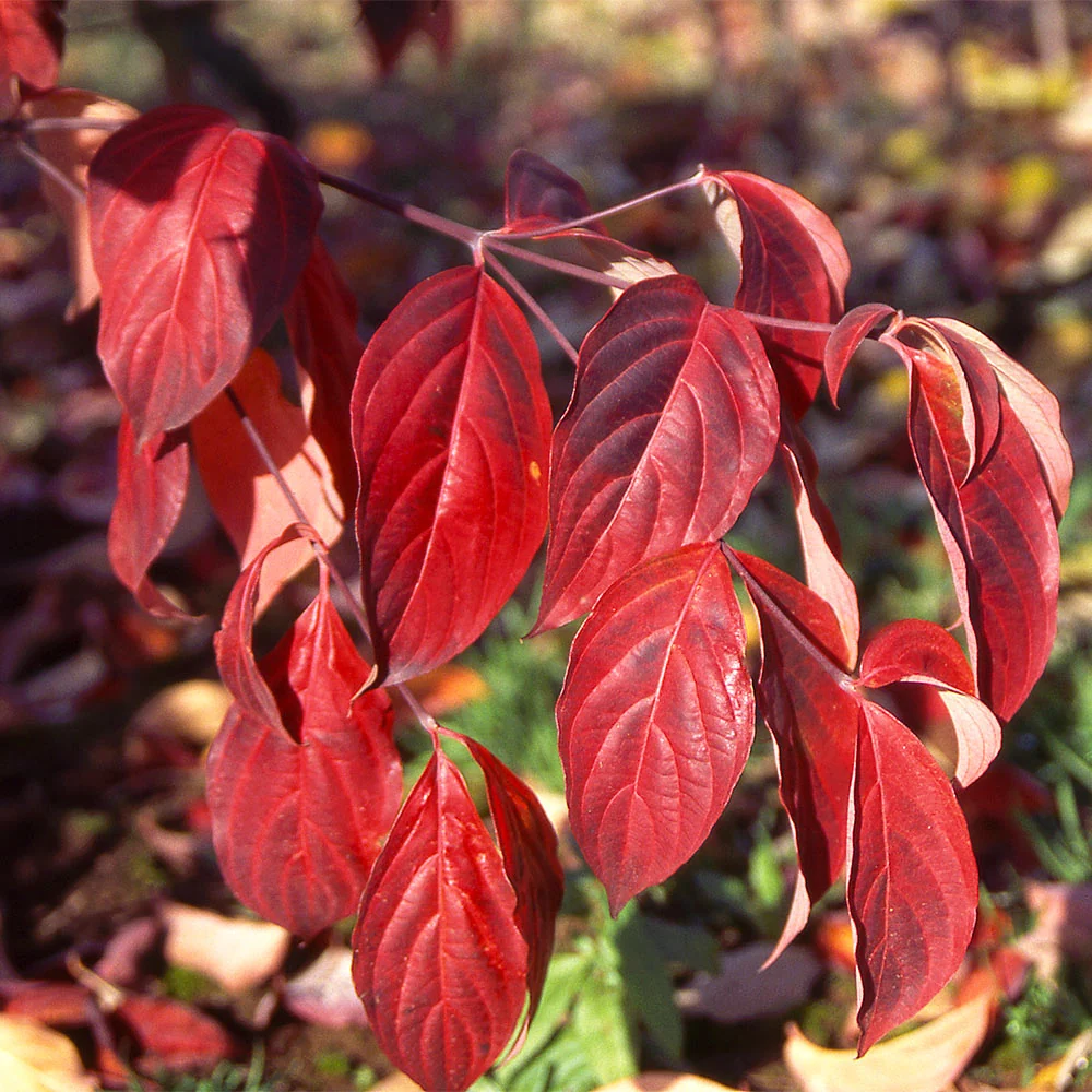 Stellar Pink Dogwood Tree 3 Stellar Pink Dogwood Tree