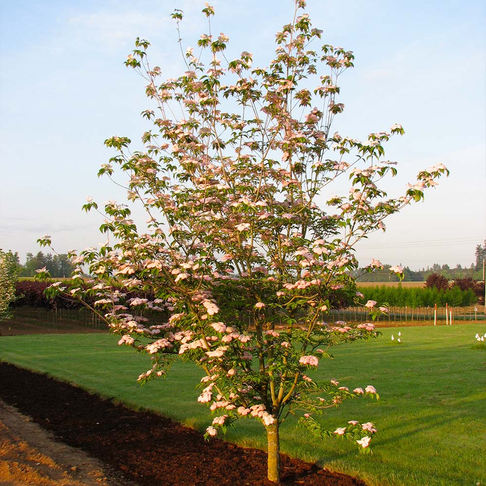 Stellar Pink Dogwood Tree 4 Stellar Pink Dogwood Tree
