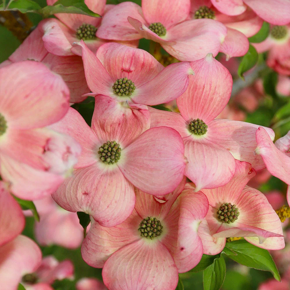 Stellar Pink Dogwood Tree 5 Stellar Pink Dogwood Tree
