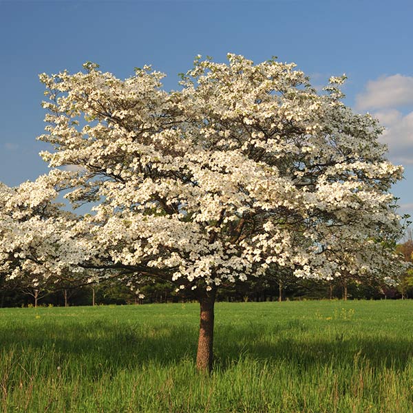Cloud 9 Dogwood Tree 1 Cloud 9 Dogwood Tree