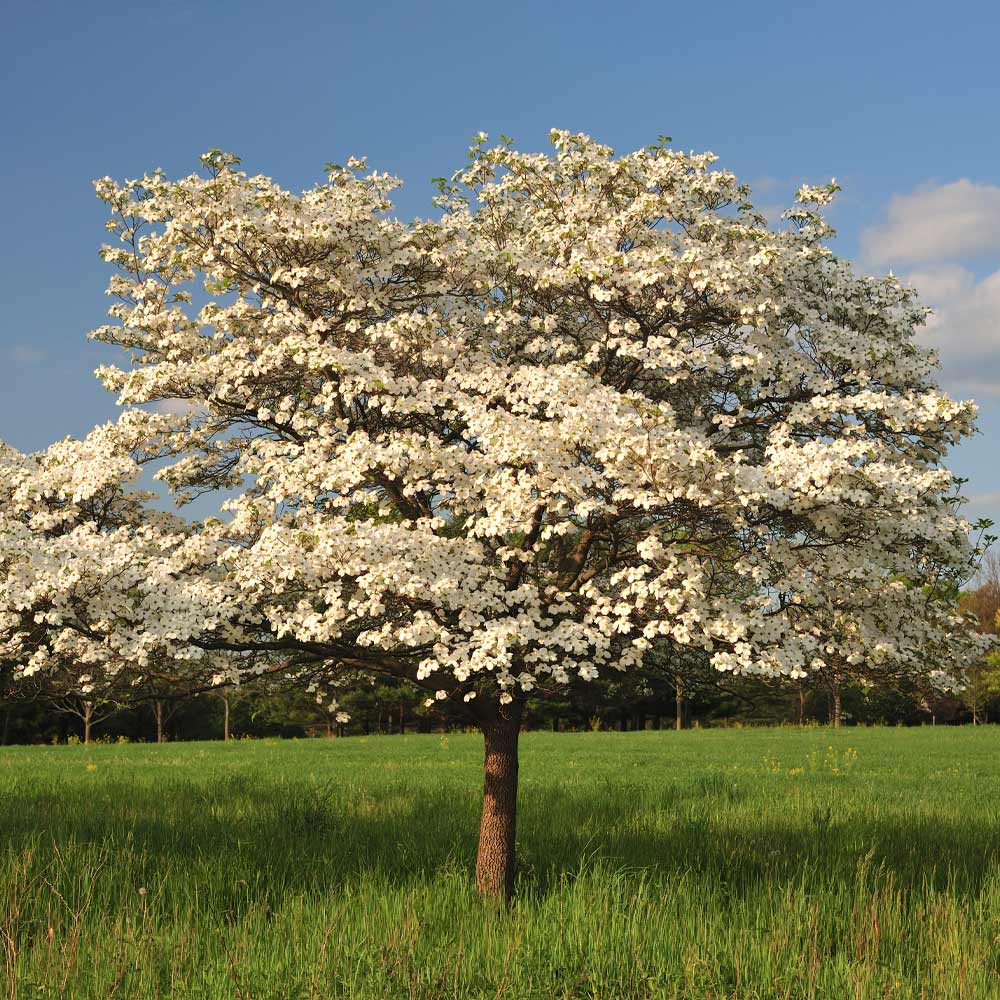 Cloud 9 Dogwood Tree 2 Cloud 9 Dogwood Tree