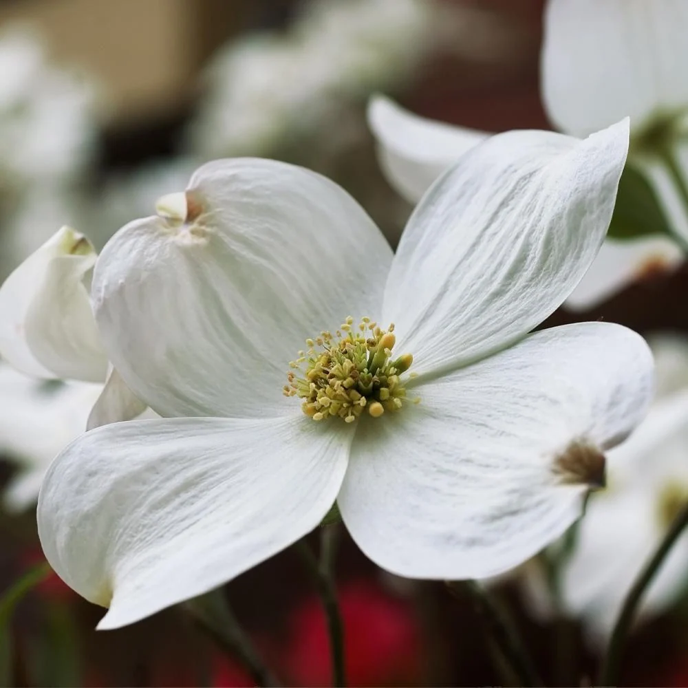 Cloud 9 Dogwood Tree 3 Cloud 9 Dogwood Tree