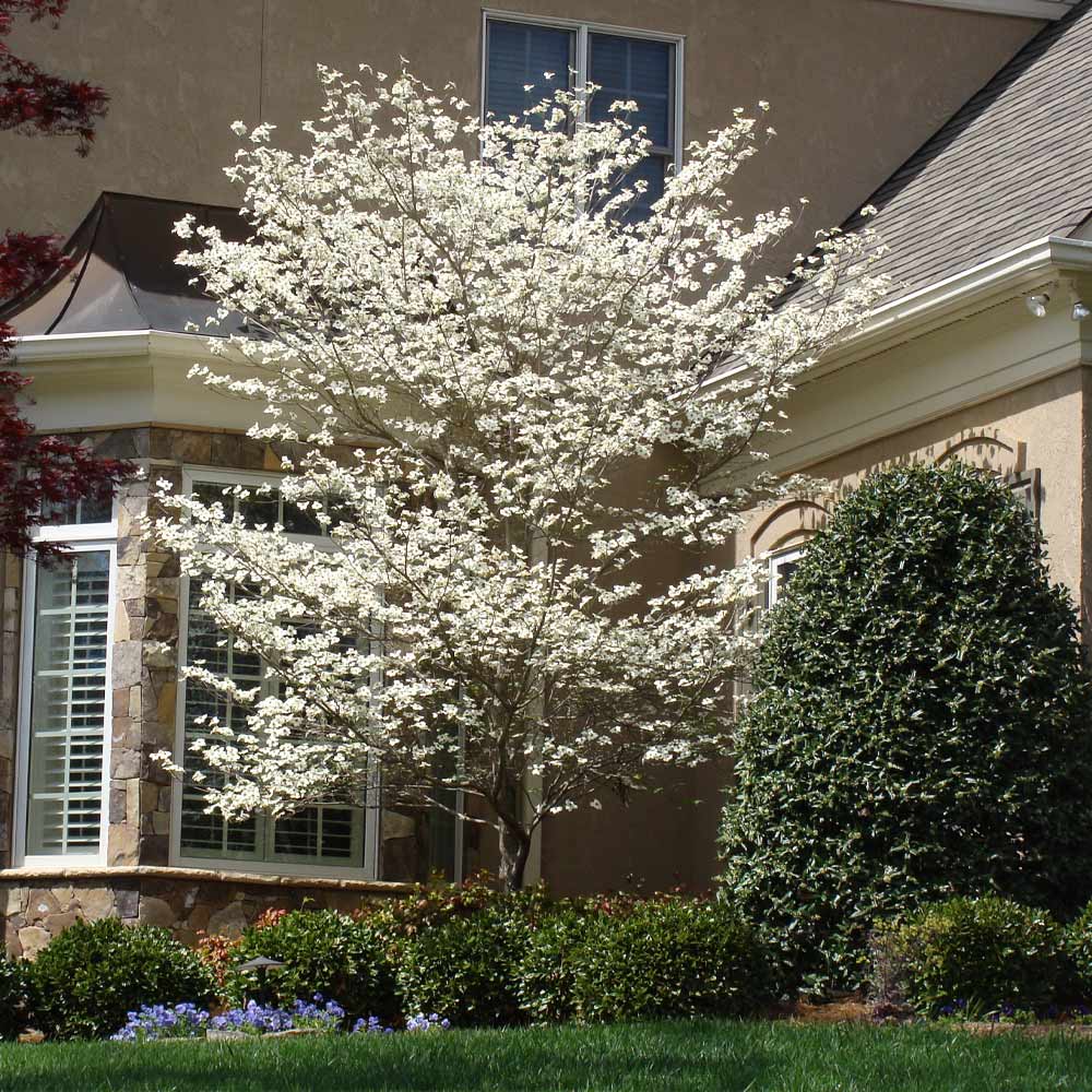 Cloud 9 Dogwood Tree 4 Cloud 9 Dogwood Tree