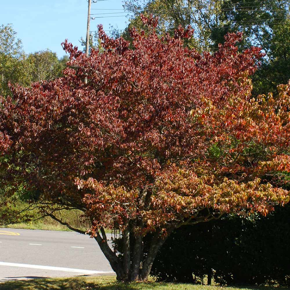 Cloud 9 Dogwood Tree 5 Cloud 9 Dogwood Tree