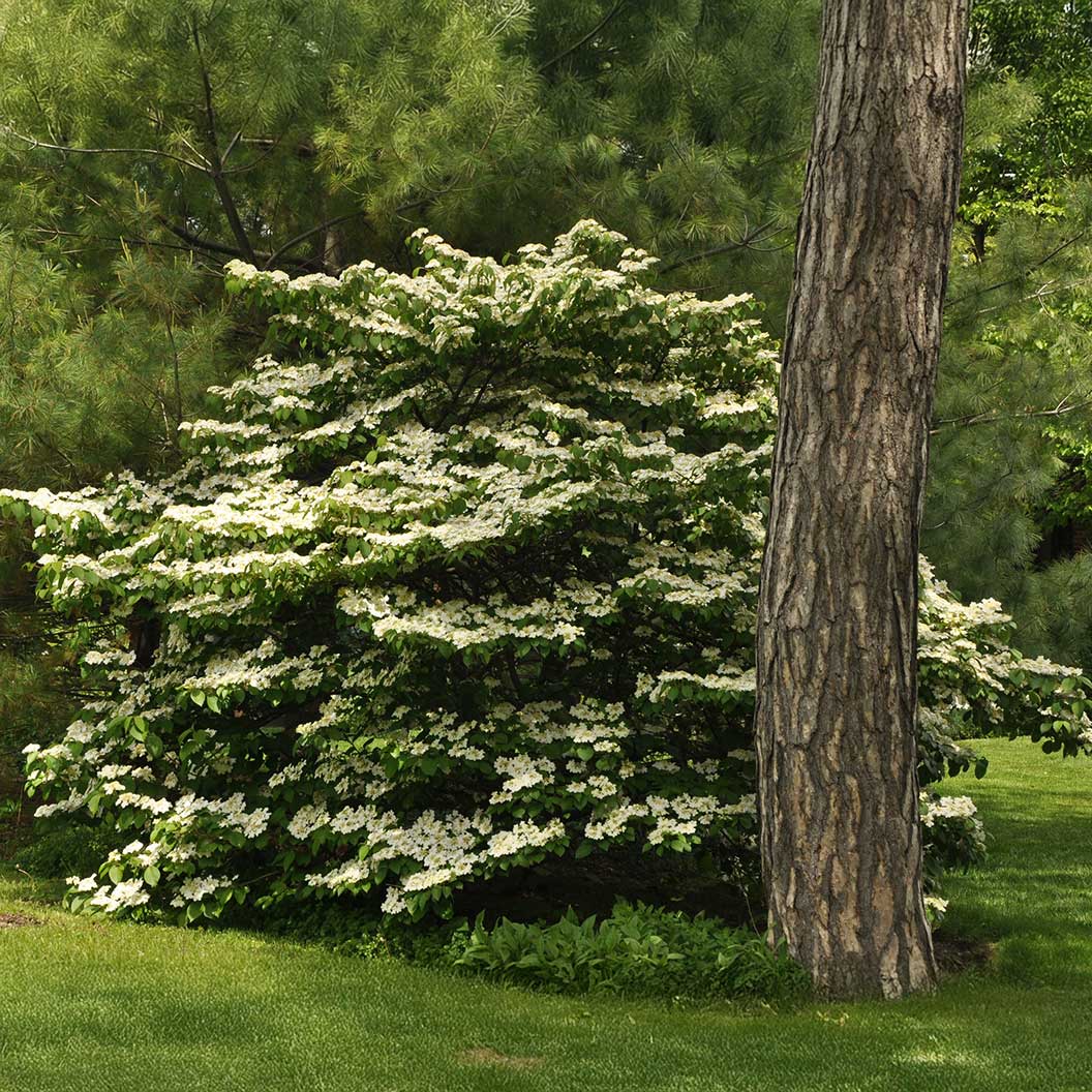 Cherokee Princess® Dogwood Tree 1 Cherokee Princess® Dogwood Tree