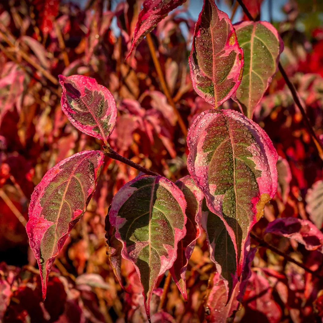 Summer Fun Dogwood Tree 1 Summer Fun Dogwood Tree