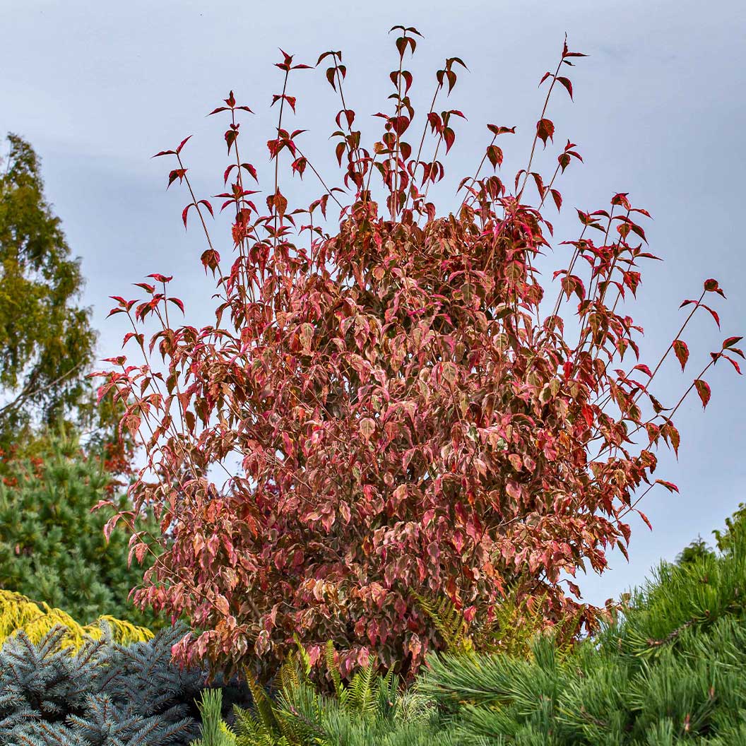 Summer Fun Dogwood Tree 3 Summer Fun Dogwood Tree