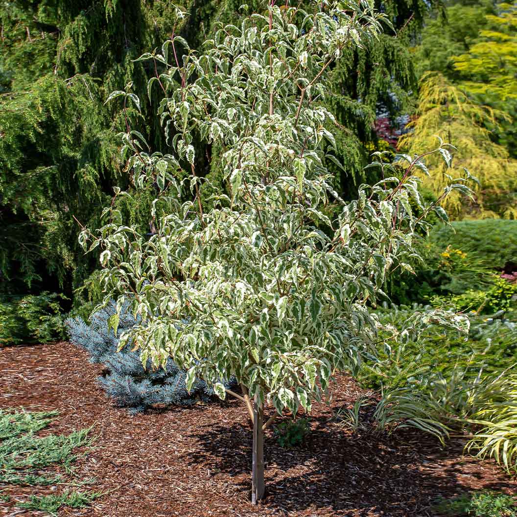 Summer Fun Dogwood Tree 4 Summer Fun Dogwood Tree