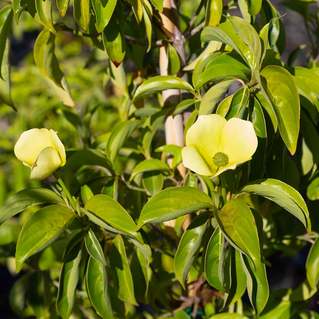 Mountain Moon Dogwood Tree 4 Mountain Moon Dogwood Tree