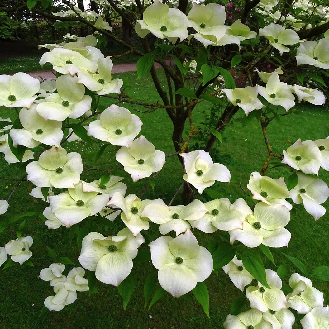 Aurora Dogwood Tree