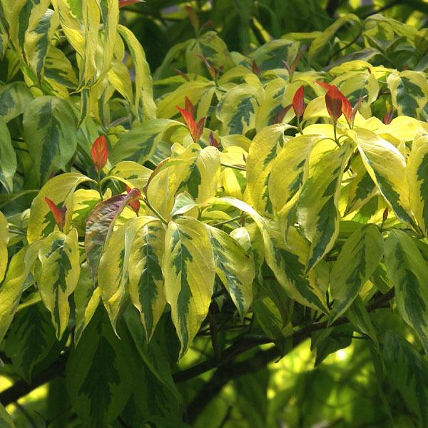 Celestial Shadow Dogwood Tree