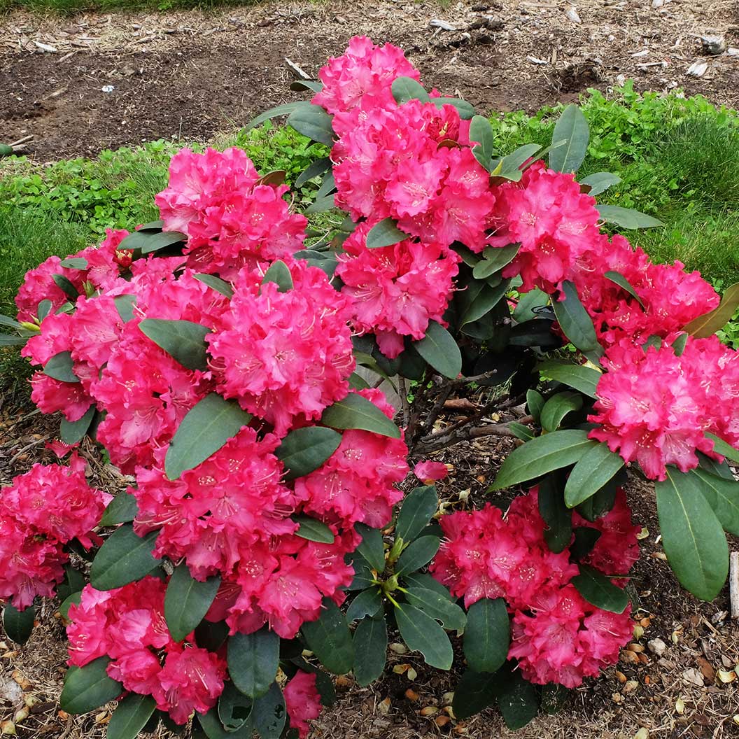 Holden's™ Red Hybrid Rhododendron Shrub 1 Holden's™ Red Hybrid Rhododendron Shrub