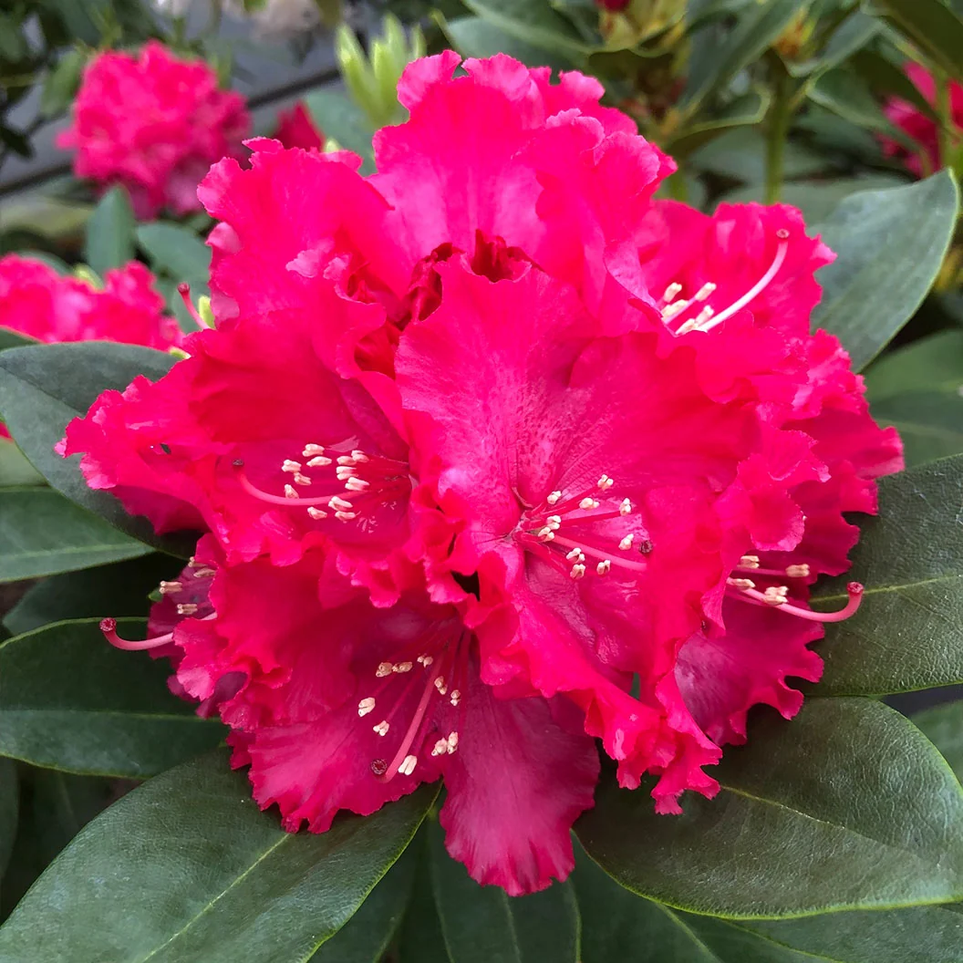 Holden's™ Red Hybrid Rhododendron Shrub 3 Holden's™ Red Hybrid Rhododendron Shrub