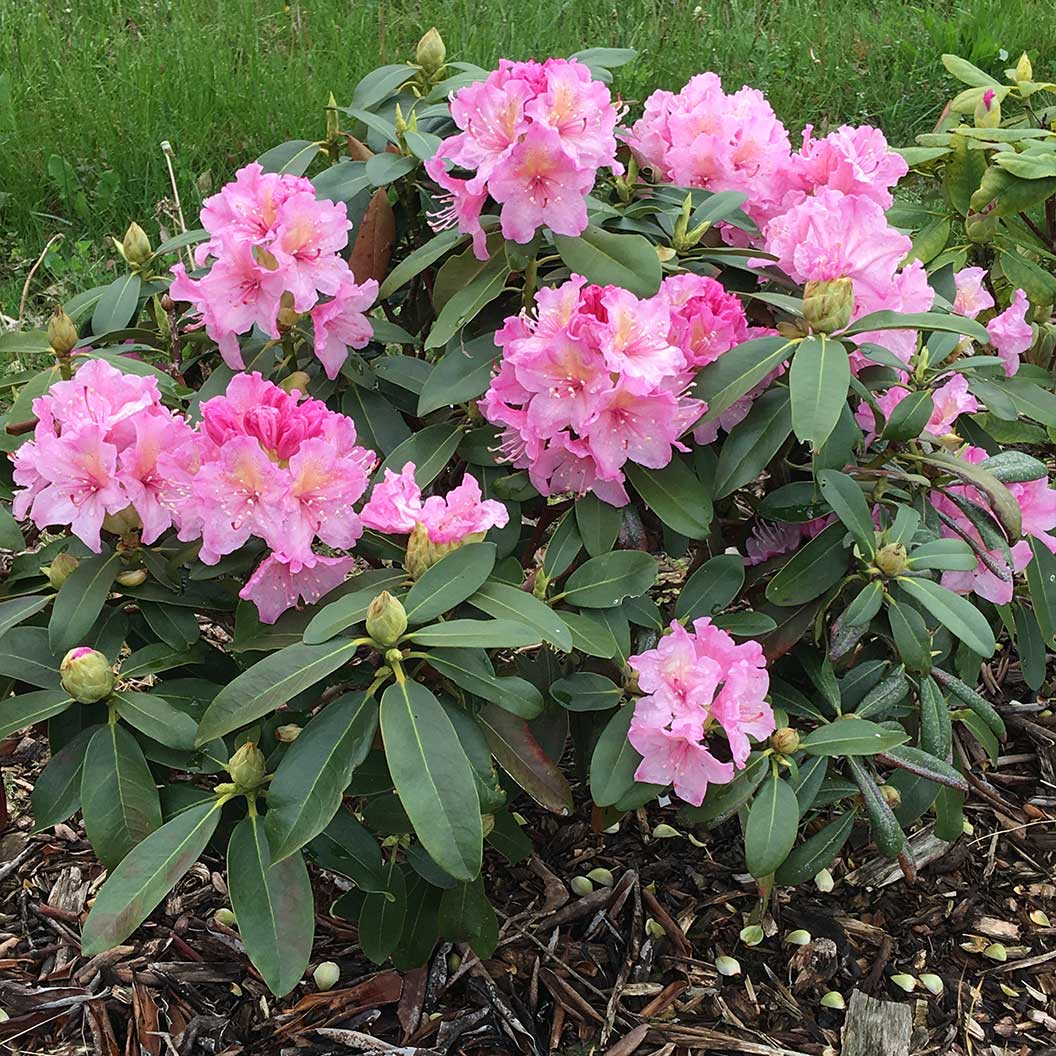 Holden's™ Pink Hybrid Rhododendron Shrub