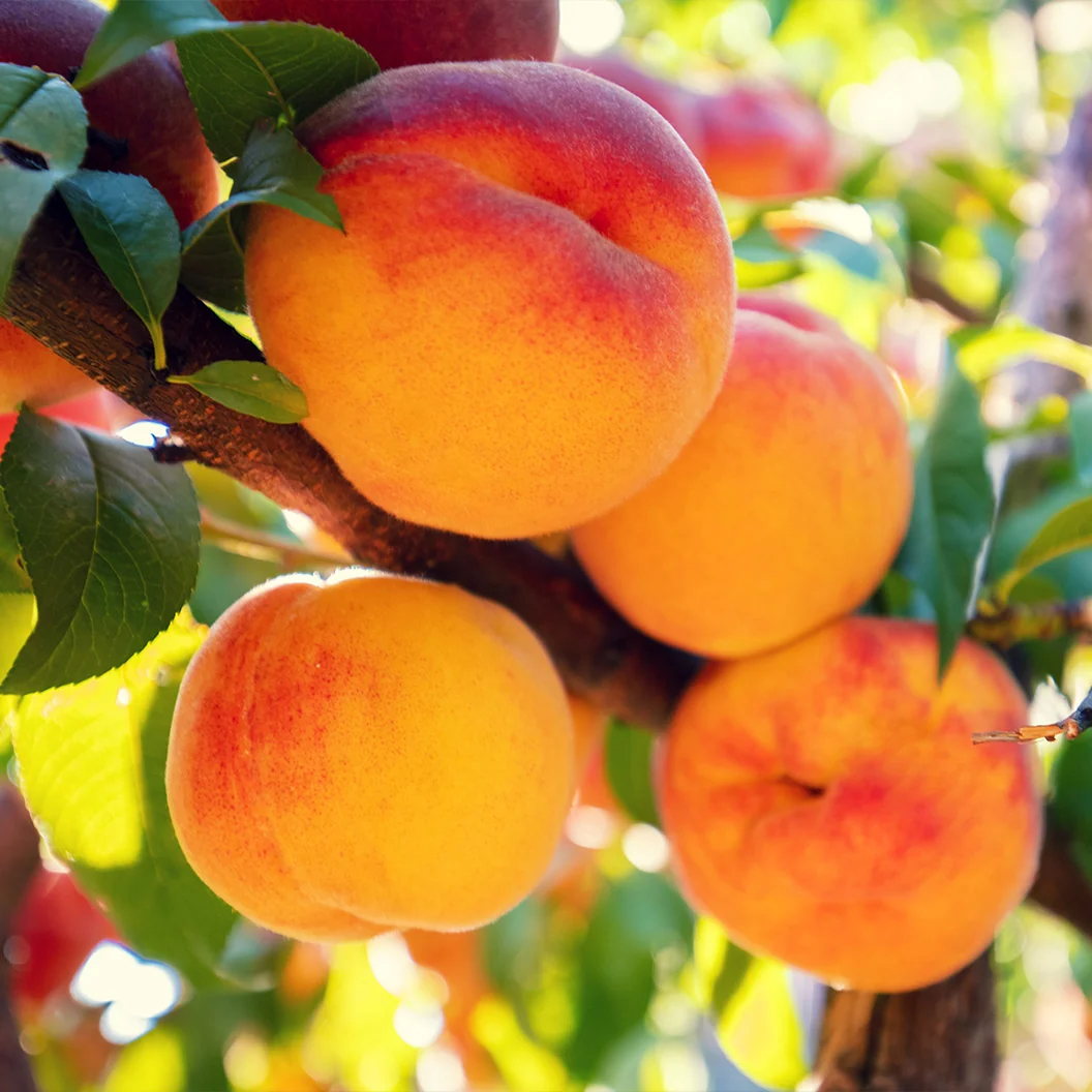 Flordabelle Peach Tree 1 Flordabelle Peach Tree