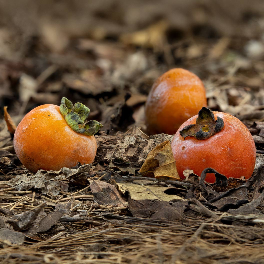 Deer Candy Persimmon Tree 2 Deer Candy Persimmon Tree