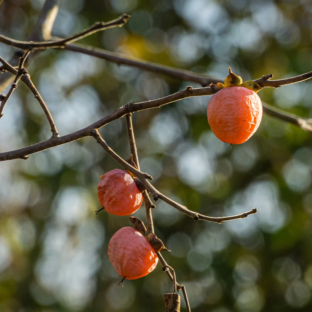 Deer Candy Persimmon Tree 3 Deer Candy Persimmon Tree
